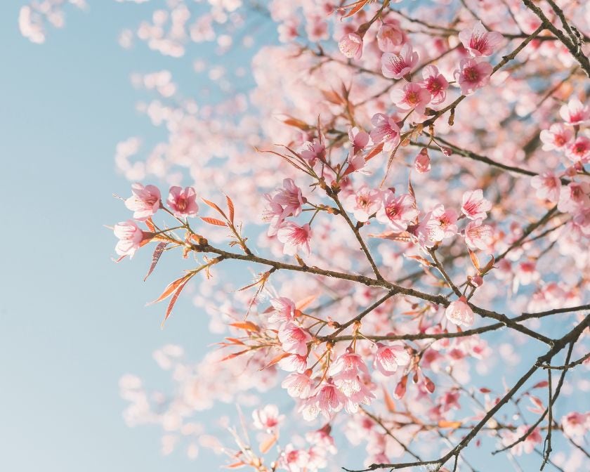 Spring Awakenings:                                           Cherry Blossom Season