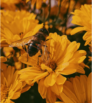 Image of bee on yellow flower / Celebrating World Bee Day with ANNE FONTAINE