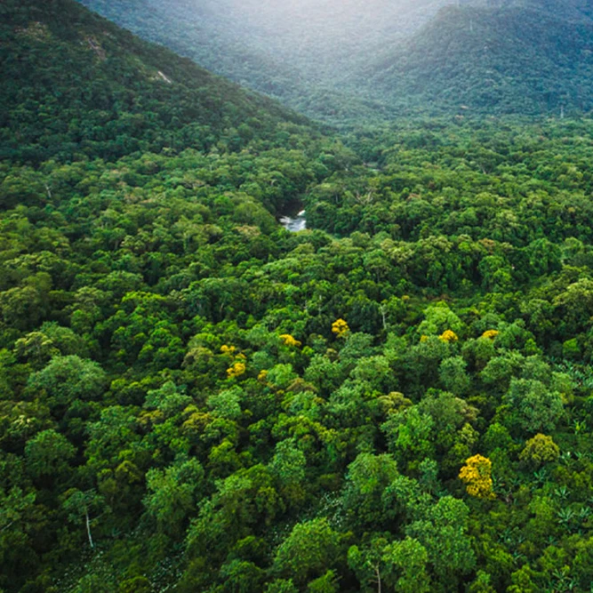  ABOUT THE FOUNDATION    The Anne Fontaine Foundation was created in 2011 by Anne Fontaine following her unique experience living in the Amazon Forest when she was 17. This time spent in another world changed her vision of life and laid the path for the c