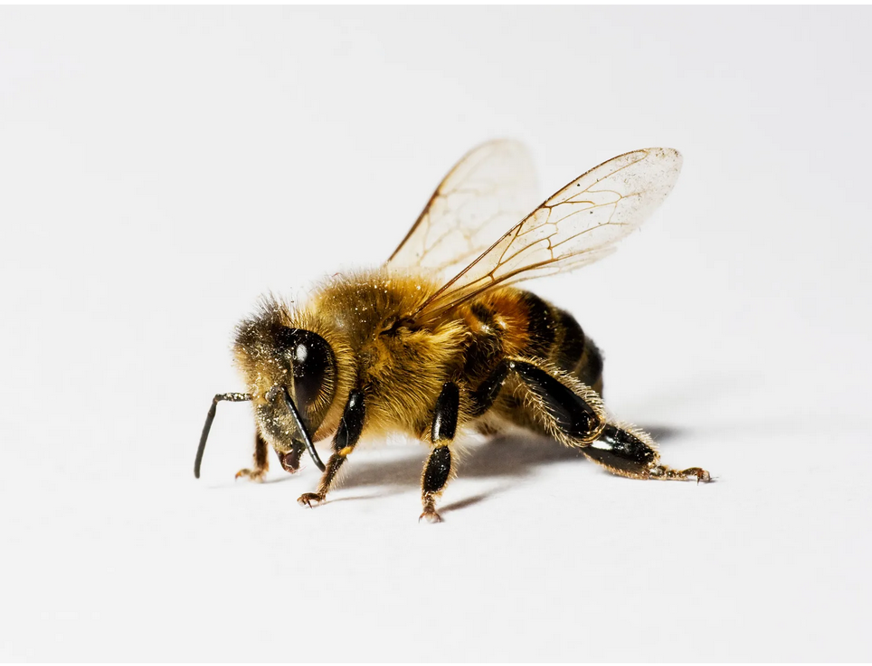 Celebrating World Bee Day With Designer ANNE FONTAINE