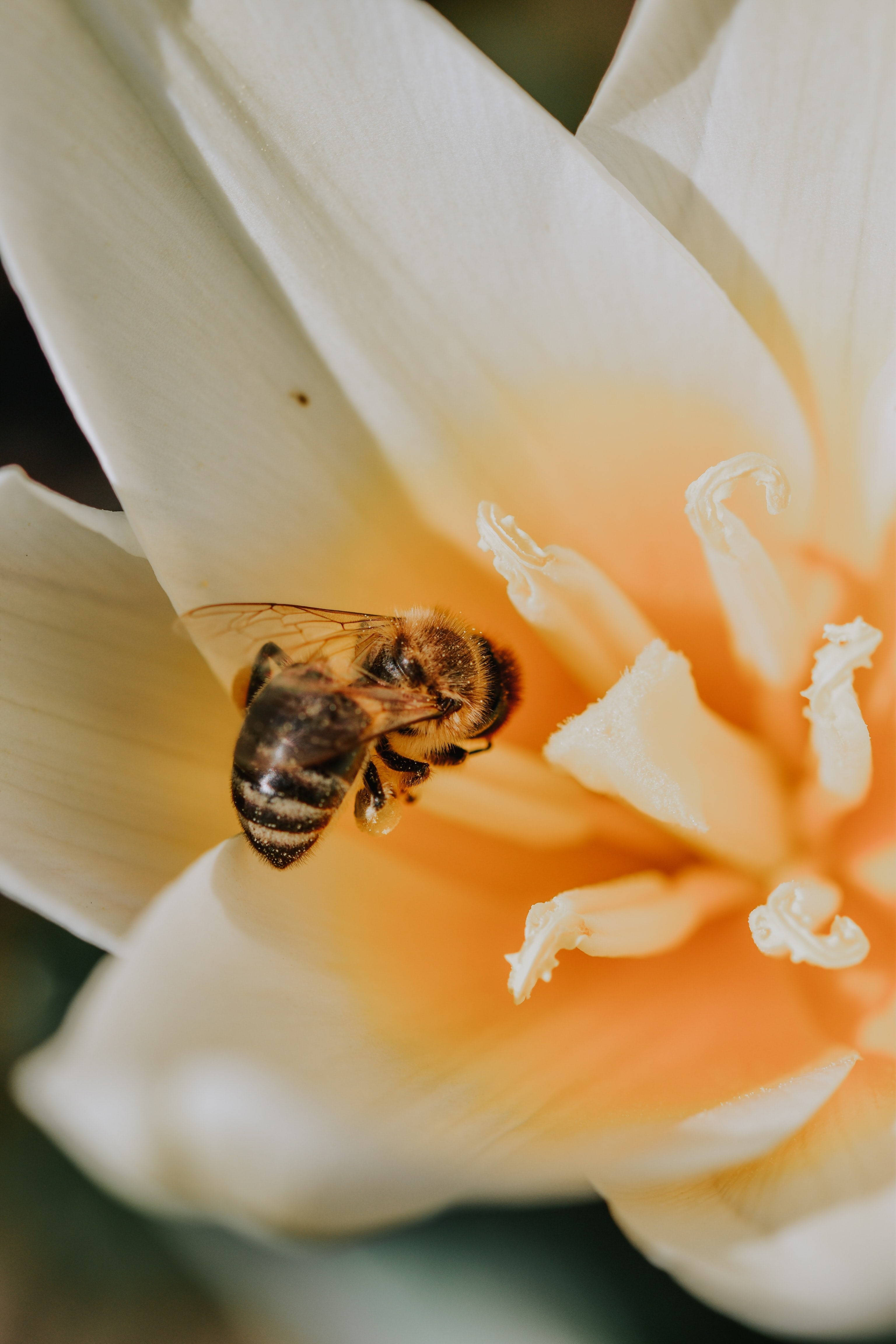 Image of bee on white flower / Celebrating World Bee Day with ANNE FONTAINE