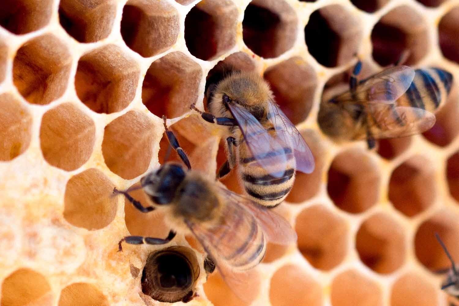 Detail photo of Bees on honeycomb / Celebrating World Bee Day with ANNE FONTAINE