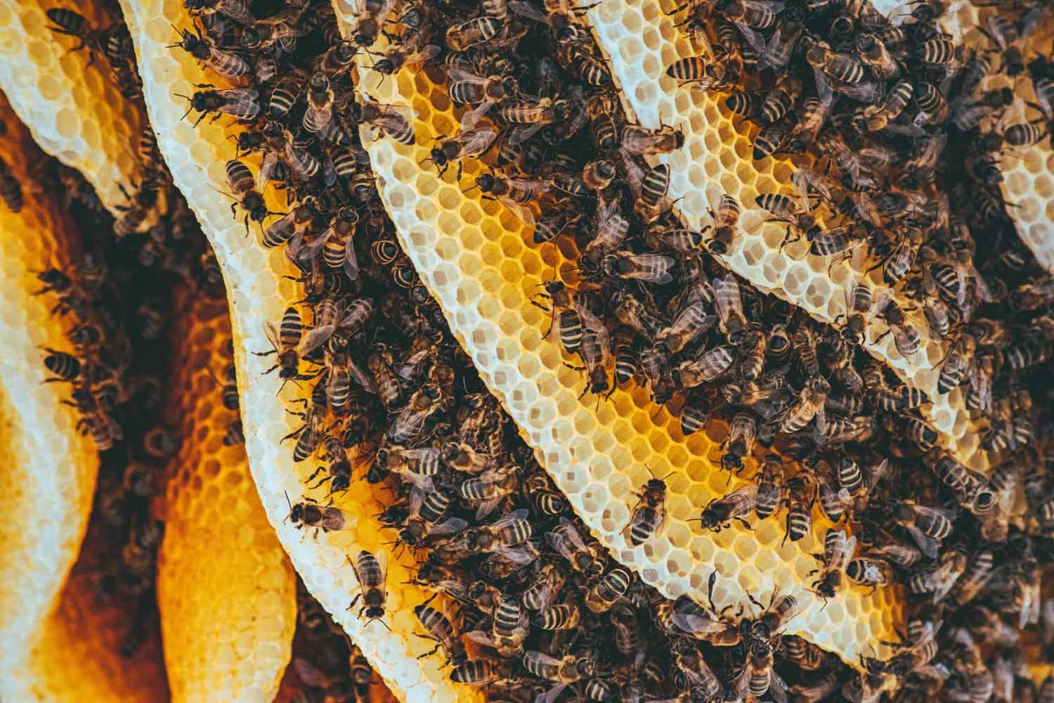 Image of Beehive and honeycomb / Celebrating World Bee Day