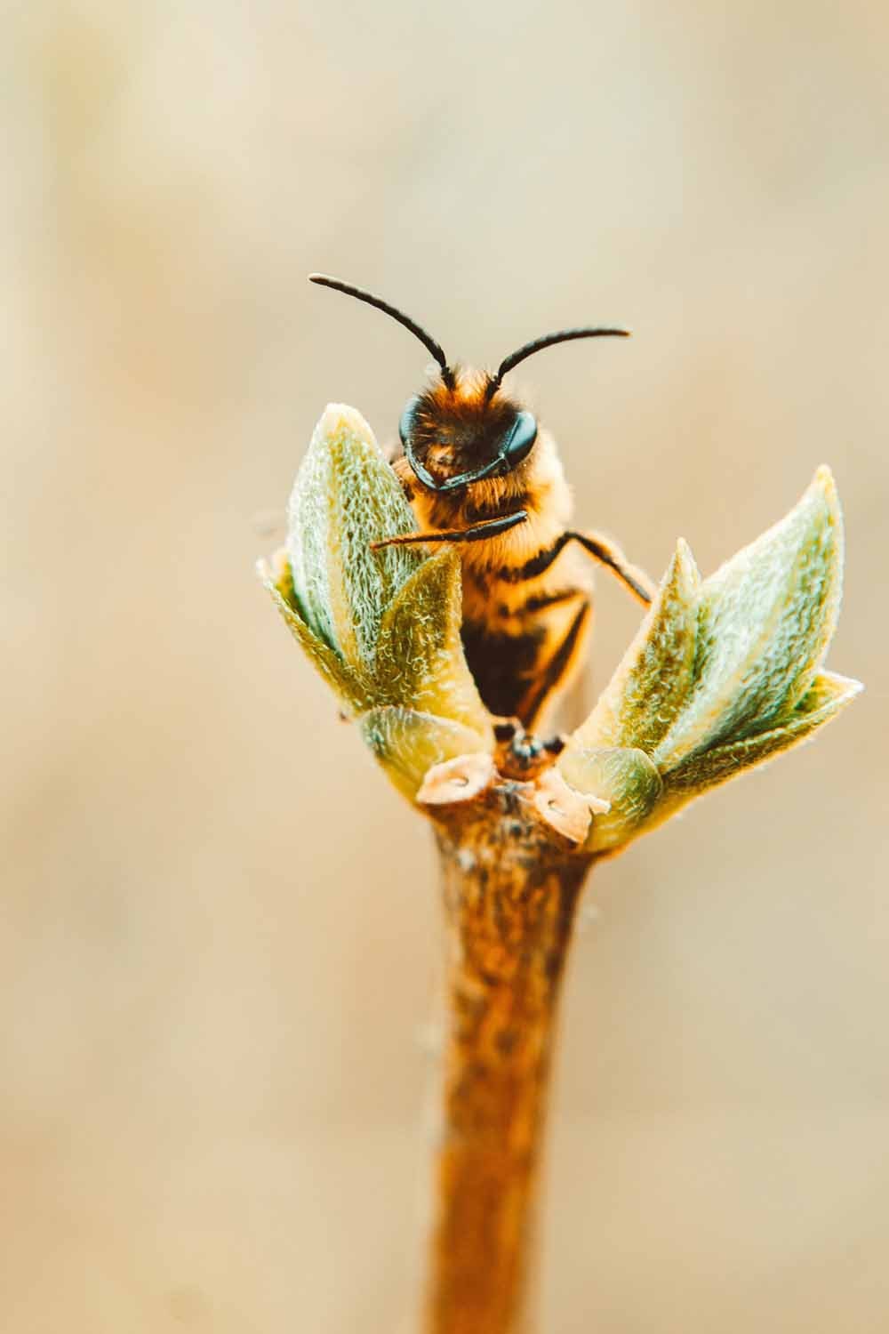 Close up photo of bee on branch  / Celebrating World Bee Day with ANNE FONTAINE