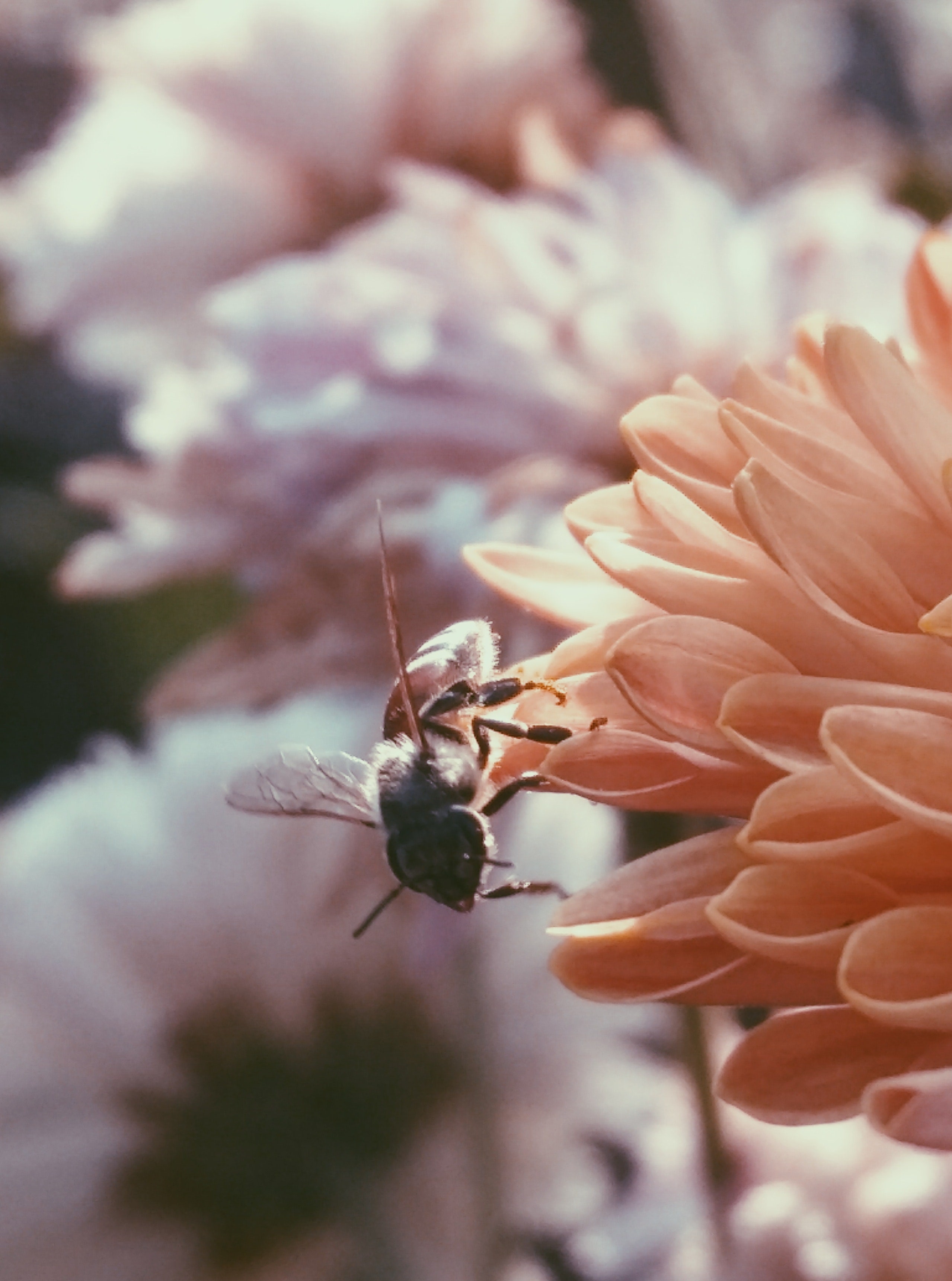 Image of honey bee on pink flower / Celebrating World Bee Day