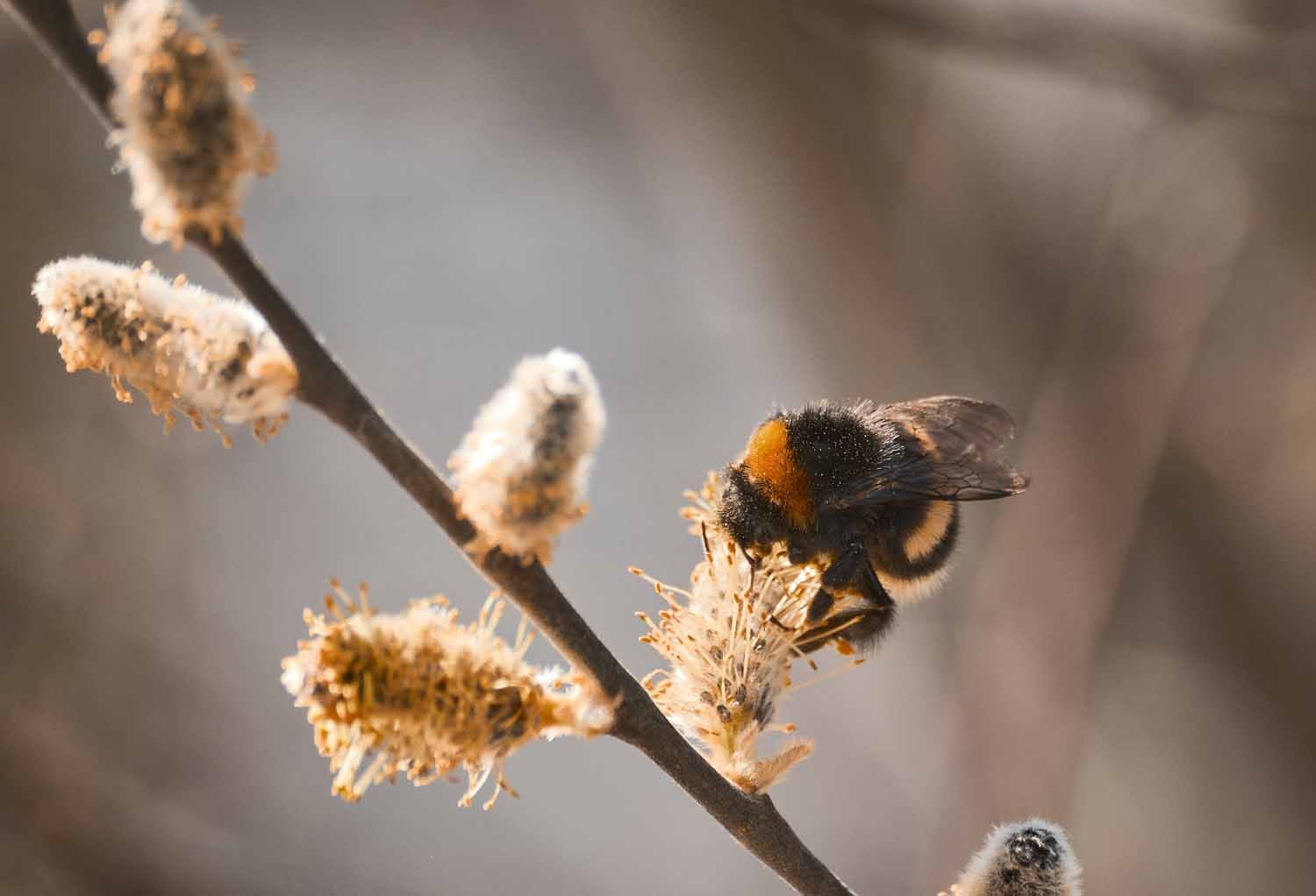 Detail photo of bumblebee on branch / Celebrating World Bee Day with ANNE FONTAINE